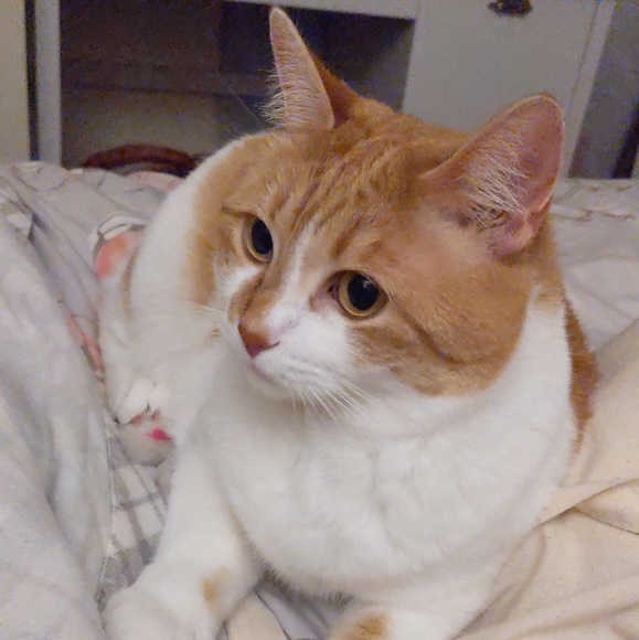 Meet your Posher, Leslie - Picture 1 of 1